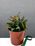 Hoya Rosita - Plant Proper - 4" Pot