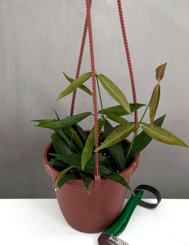 Hoya Rubida - Plant Proper - 4" Hanging Basket