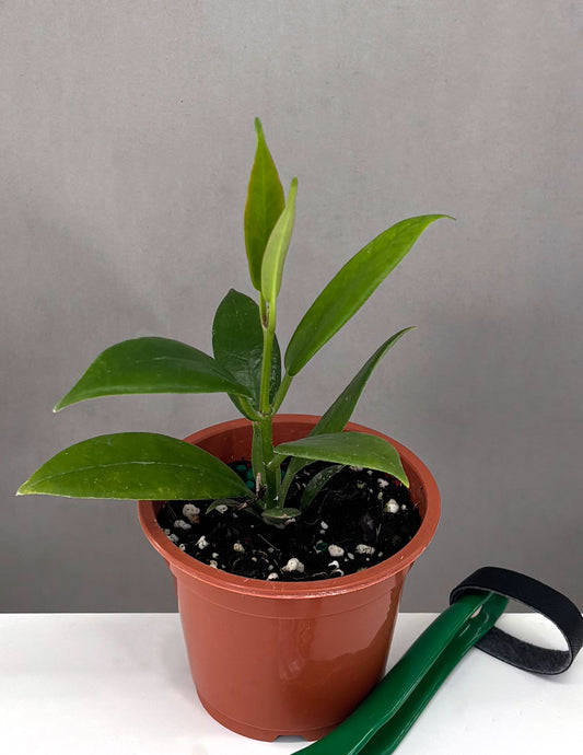 Hoya Australis Rupicola - Plant Proper - 3" Pot