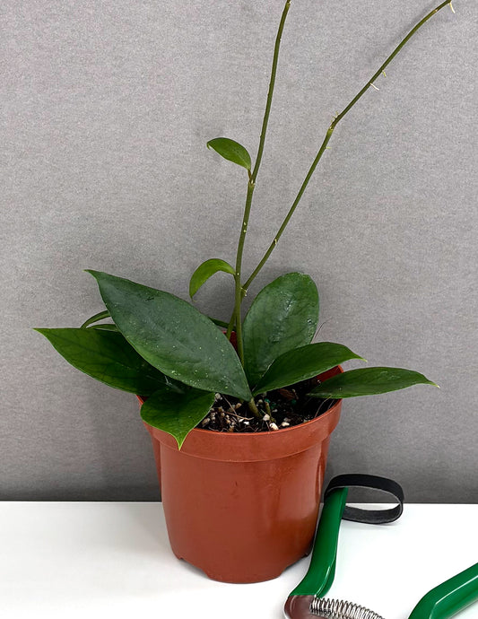 Hoya sp Lombok - Plant Proper - 4" Pot 