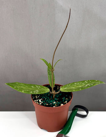 Hoya SR 2007 13 Loei Province - Plant Proper - 3" Pot