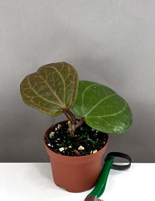 Hoya Sarawak - Plant Proper - 3.5" Pot