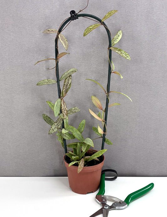 Hoya Sigillatis - Plant Proper - 3.5" Hoop
