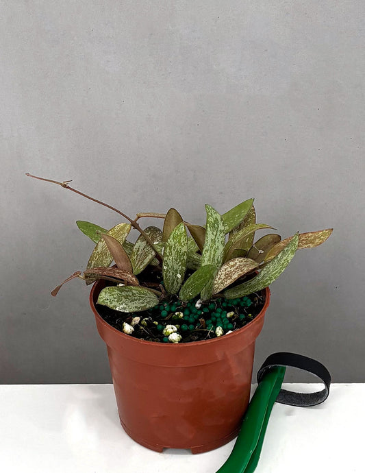 Hoya Sigillatis - Plant Proper - 3.5" Pot