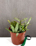 Hoya Sigillatis - Plant Proper - 4" Pot