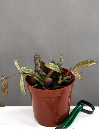 Hoya Sigillatis - Plant Proper - 4" Pot
