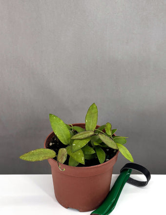 Hoya Sigillatis Alas River - Plant Proper - 3" Pot