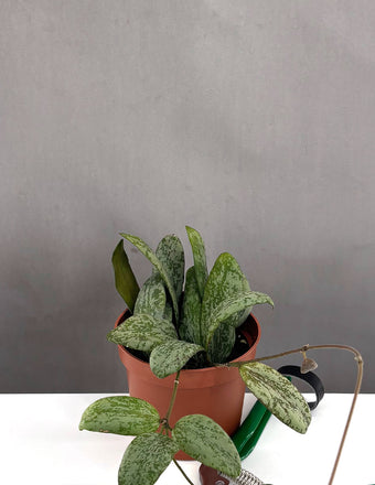 Hoya Sigillatis Round Leaf - Plant Proper - 3" Pot