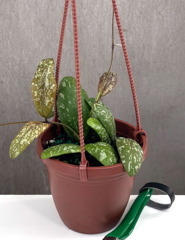 Hoya Sigillatis SP Borneo