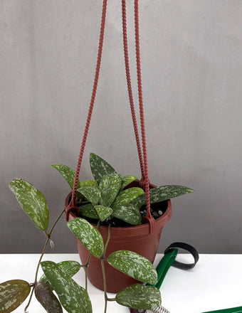 Hoya Sigilatis SP Borneo - Plant Proper - 4" Hanging Basket