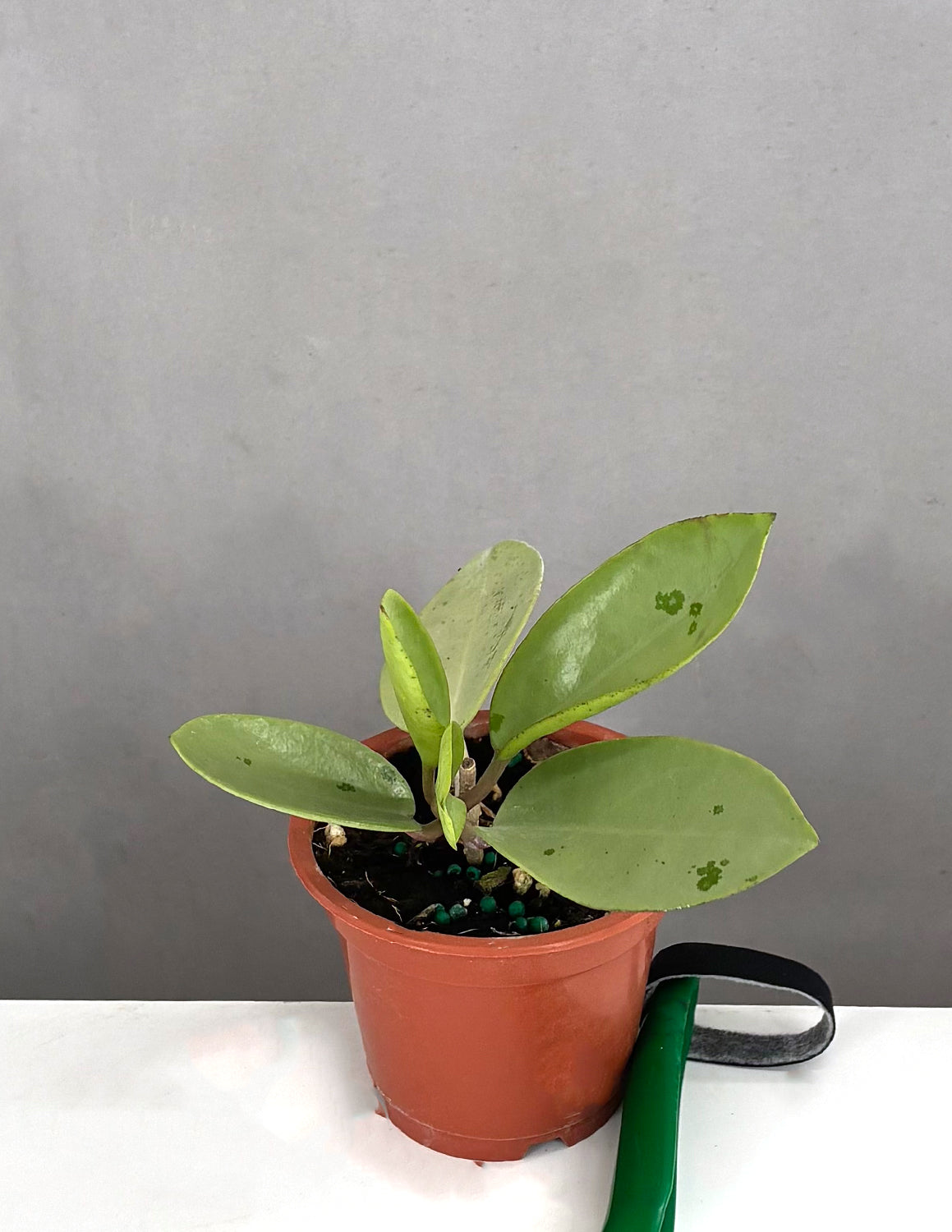 Hoya Silver Dollar | Houseplant | Always Affordable at Plant Proper