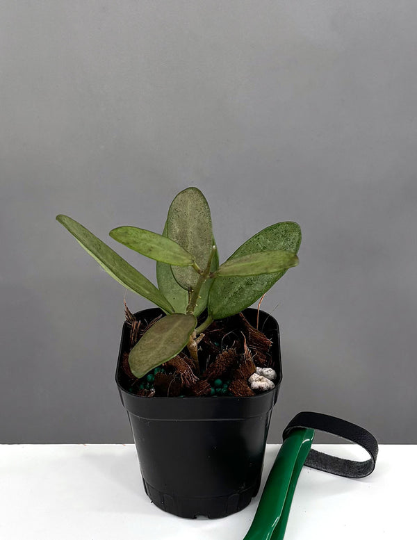 Hoya Silver Lady - Plant Proper - 2" Pot