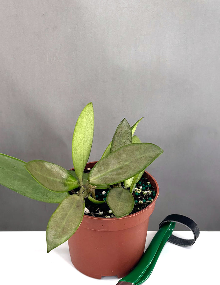 Hoya Silver Lady - Plant Proper - 3" Pot