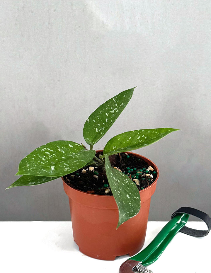 starry night plant pot Hoya Starry Night | Houseplants
