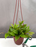 Hoya Sunrise - Plant Proper - 4" Hanging Pot 
