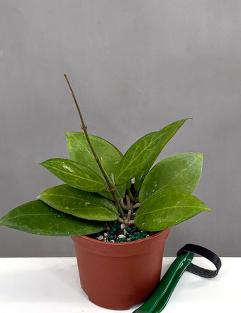 Hoya Sunshine MB 1594 - Plant Proper - 4" Pot