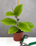 Hoya Surigaoensis - Plant Proper - 3" Pot