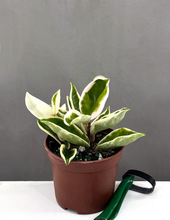Hoya Suzie Q - Plant Proper - 3" Pot