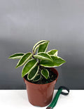 Hoya Suzie Q - Plant Proper - 4" Pot