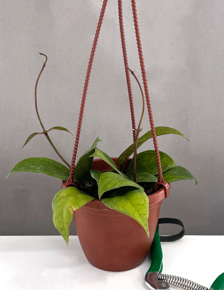 tequila sunrise succulent Hoya Tequila Sunrise