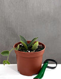 Hoya Thomsonii Pink - Plant Proper - 3" Pot