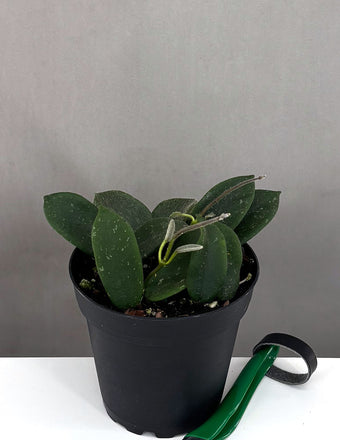 Hoya Thompsonii Pink - Plant Proper - 2" Pot