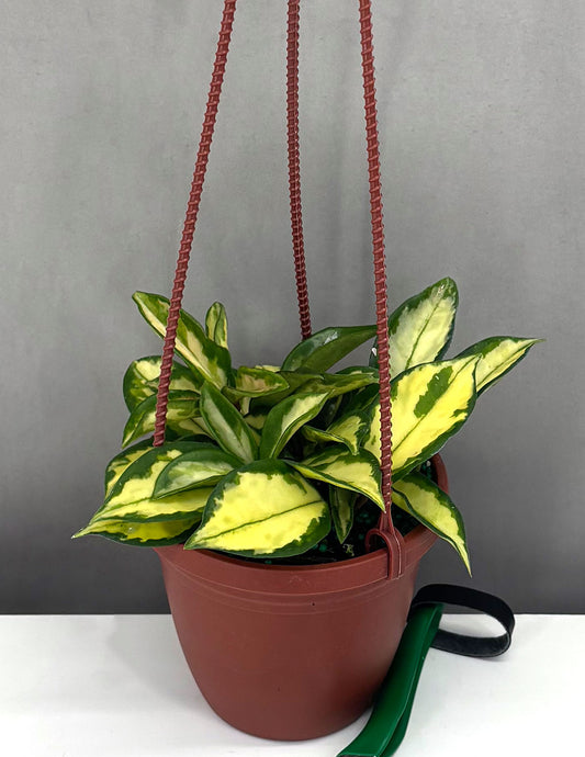 Plant Proper - Hoya Tricolor -  4" Hanging Basket