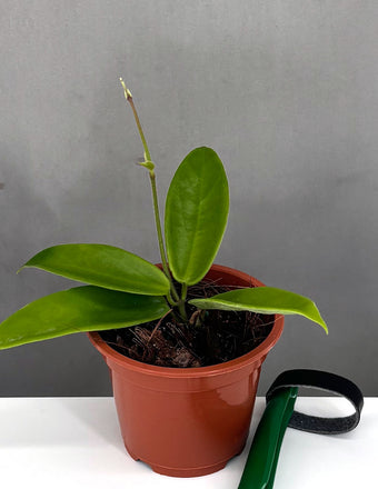 Hoya Vangviengiensis - Plant Proper - 3" Pot