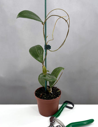 Hoya Verticillata Long Leaf - Plant Proper - 3" Pot