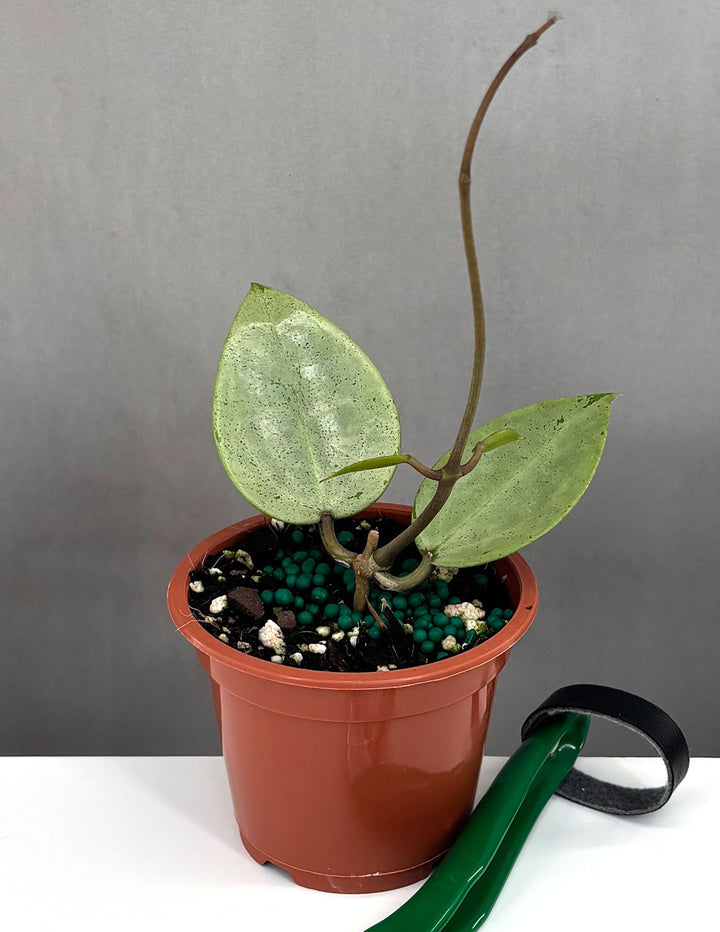 silver heart plant indoors Hoya Verticillata Silver Heart