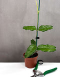 Hoya Villosa - Plant Proper - 3.5" Pot