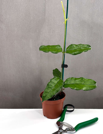 Hoya Villosa - Plant Proper - 3.5" Pot