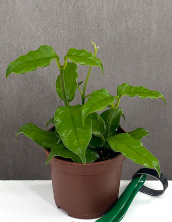 Hoya Villosa - Plant Proper - 3" Pot