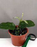 Hoya Villosa - Plant Proper - 3" Pot