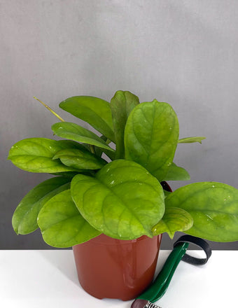 Hoya Viola - Plant Proper - 4" Pot