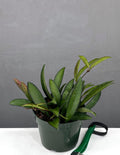 Hoya Wayetti - Plant Proper - 4" Pot