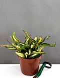 Hoya Wayetii Tricolor - Plant Proper - 4" Pot