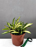 Hoya Wayetii Tricolor - Plant Proper - 4" Pot