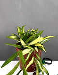 Hoya Wayetii Tricolor - Plant Proper - 4" Pot
