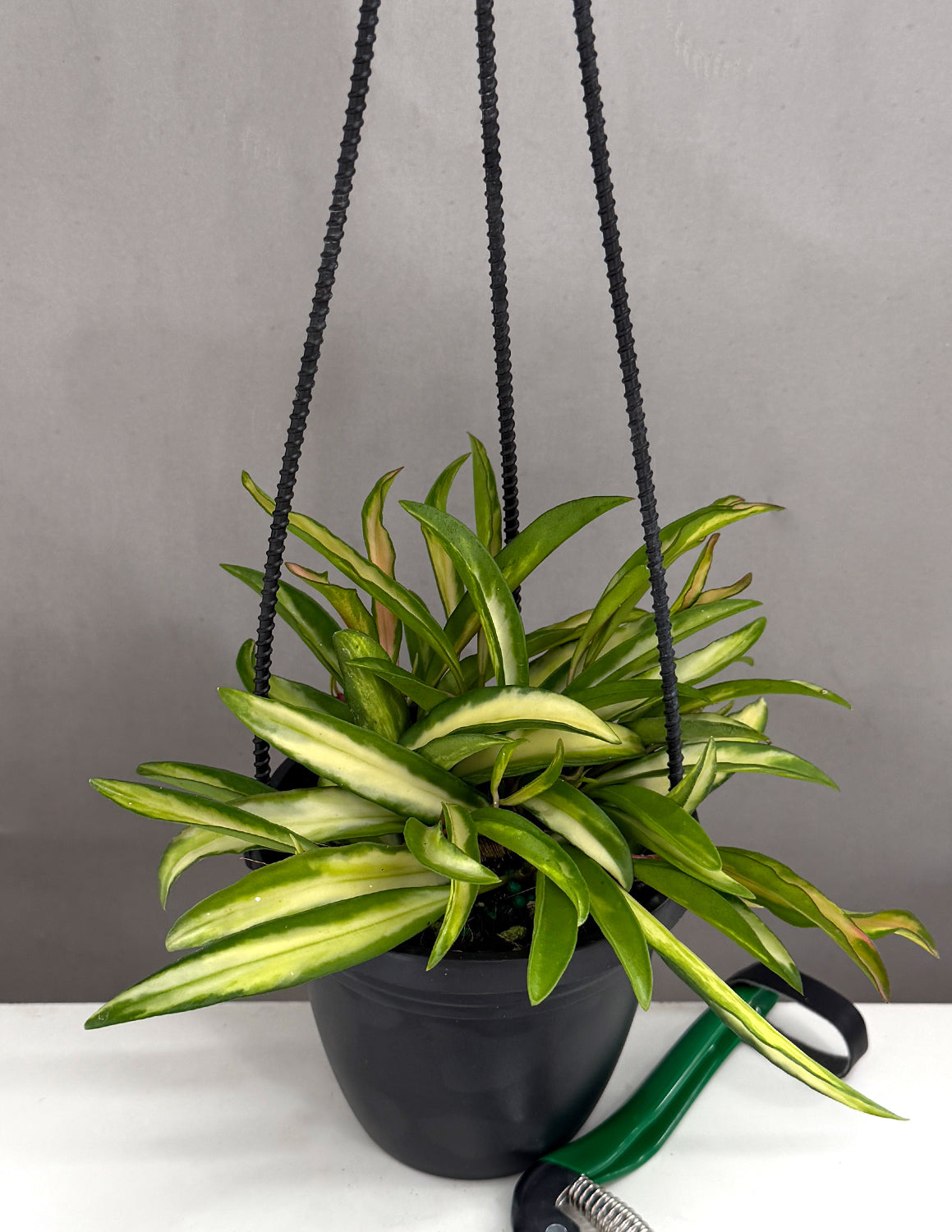 その他観葉植物 Hoya wayetii Hoya Wayetii Tricolor | Wax Plant | Always Affordable at Plant Proper