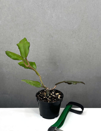 Hoya Waymaniae Borneo - Plant Proper - 2" Pot