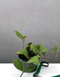 Hoya Waymaniae Borneo - Plant Proper - 4" Pot
