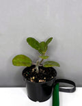 Hoya Waymaniae Round Leaf - Plant Proper - 2" Pot