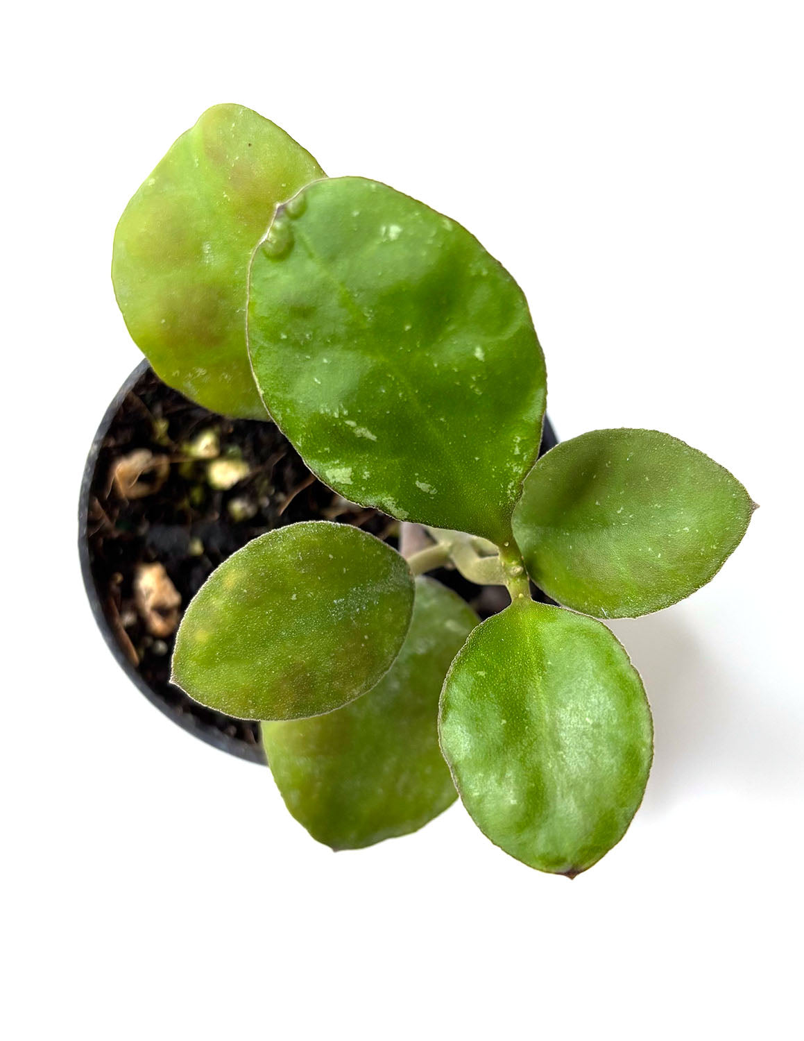 Hoya waymaniae borneo for Sale | My Home Nature