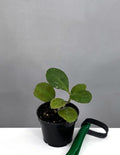 Hoya Waymaniae Round Leaf - Plant Proper - 2" Pot