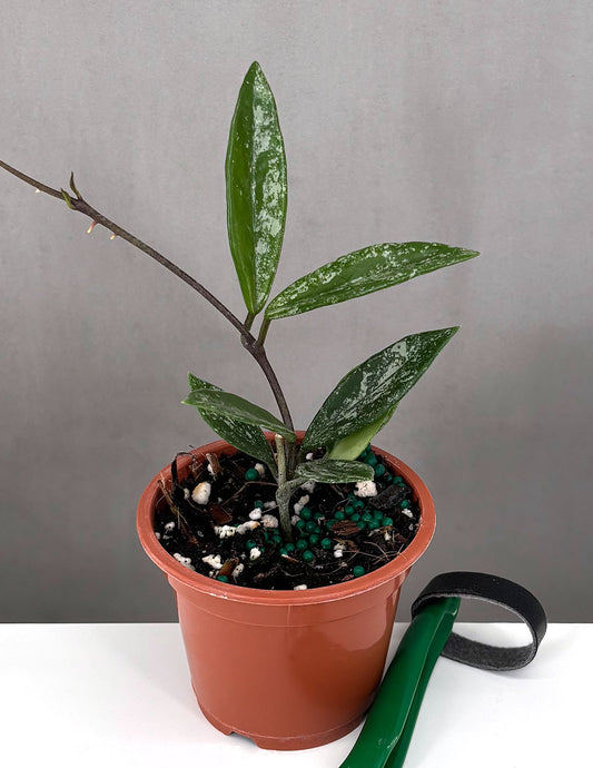 Hoya Wilbur Graves - Plant Proper - 3" Pot