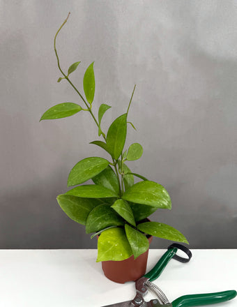 Hoya Sunshine MB 1594 - Plant Proper - 3" Pot