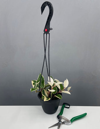 Hoya Krimson Queen Hanging Basket - Plant Proper - 4" Pot