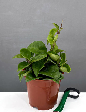 Hoya cv Krinkle - House Plant - Plant Proper - 4" Pot