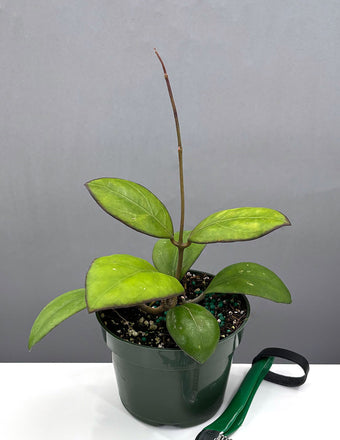 Hoya cv Nathalie - House Plant - Plant Proper - 4" Pot